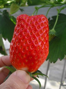 Strawberry season!!