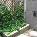 Ivy in garden